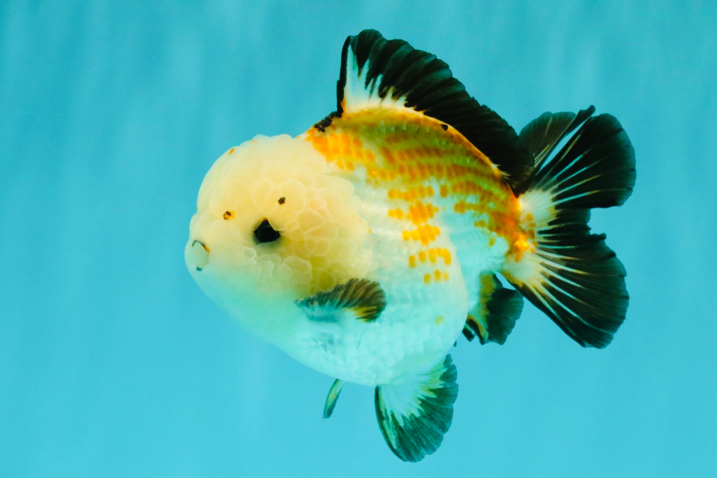 A Grade Tricolor Yuanbao Male 4.5-5 inches #082126YB_24