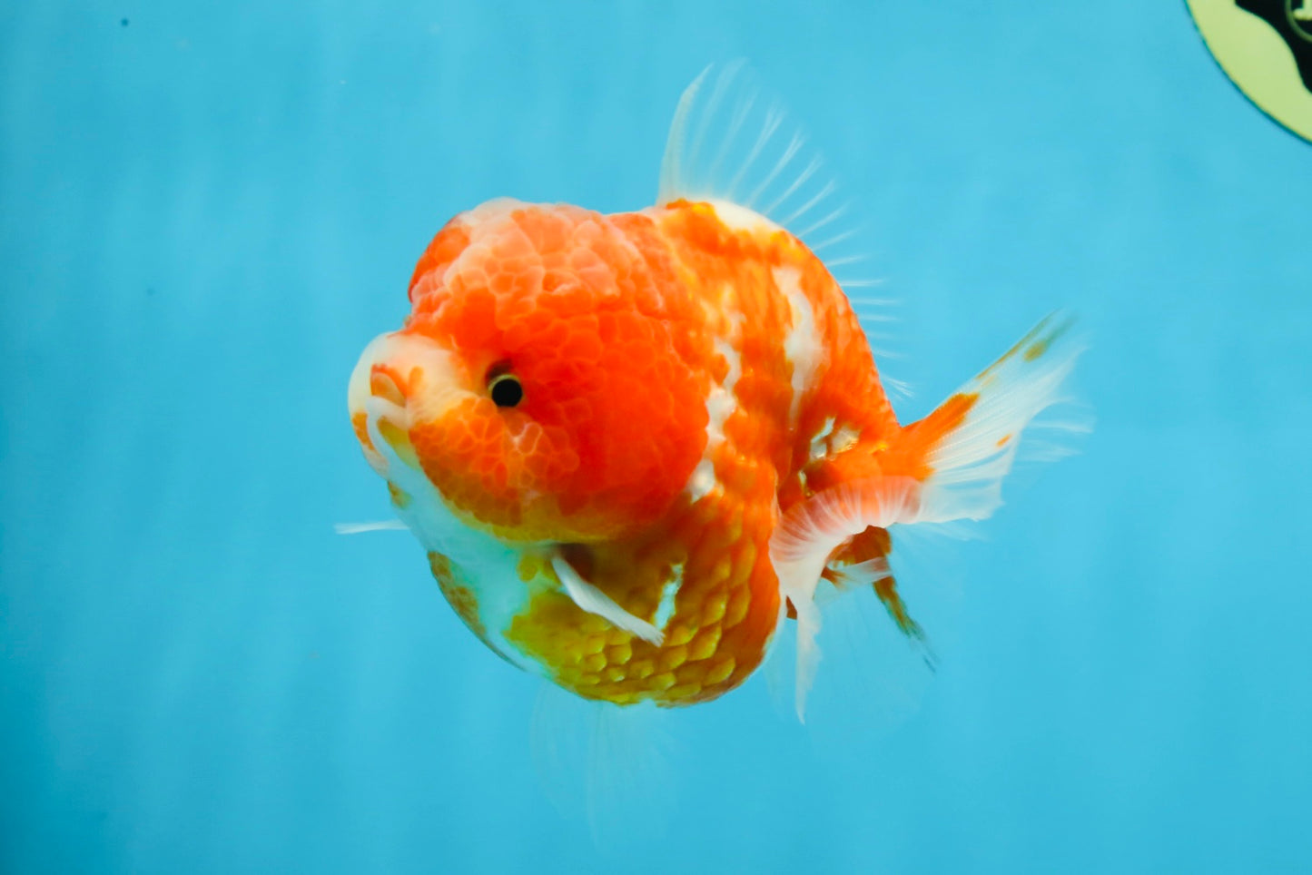 AAA Grade Cherry Sakura Yuanbao Female 4-4.5 inches #101025YB_24