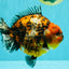 AAA Grade Super Godzilla Calico Yuanbao Female 6.5 inches #061926YB_06
