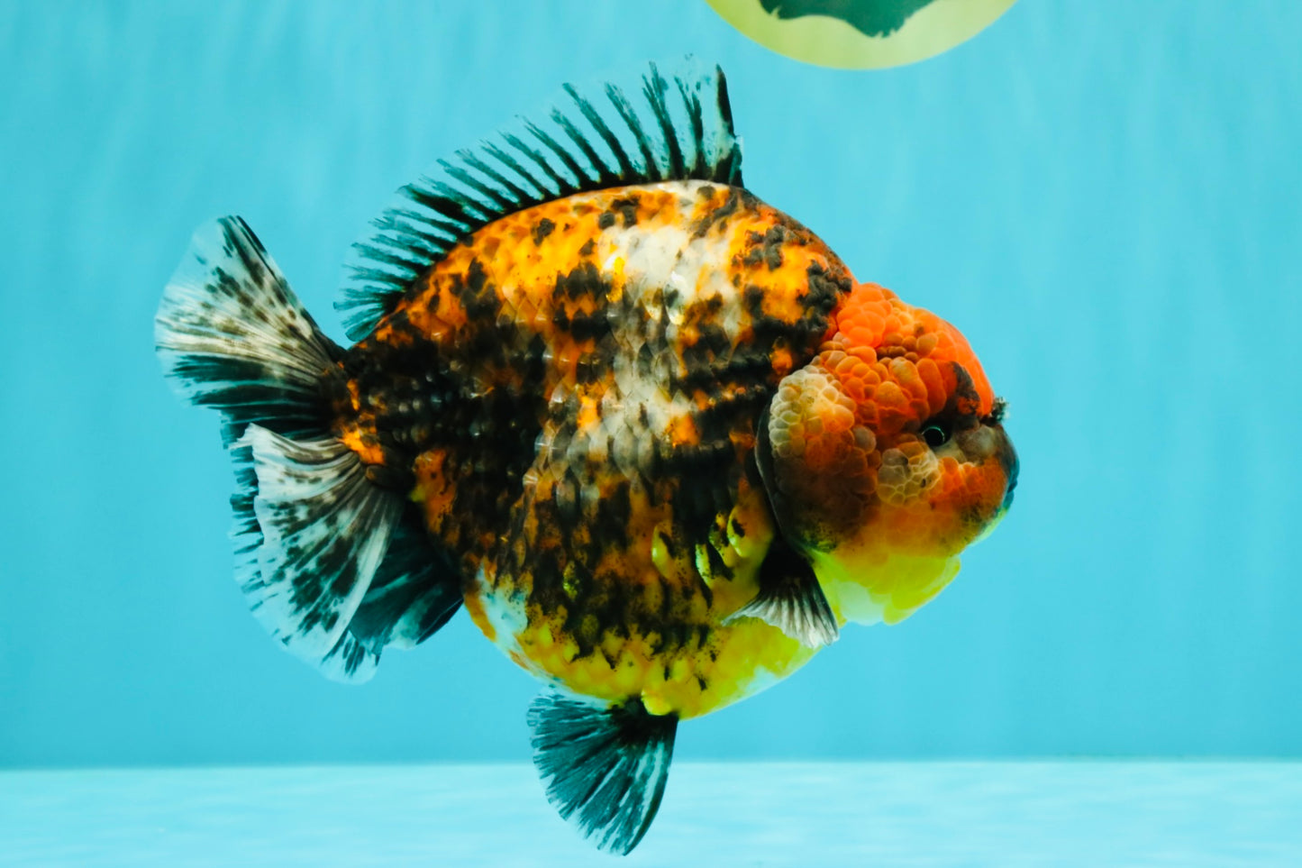 AAA Grade Super Godzilla Calico Yuanbao Female 6.5 inches #061926YB_06