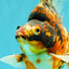 AAA Grade Special Indonesia Calico Ryukin Male 6-6.5 inches #100226RK_01