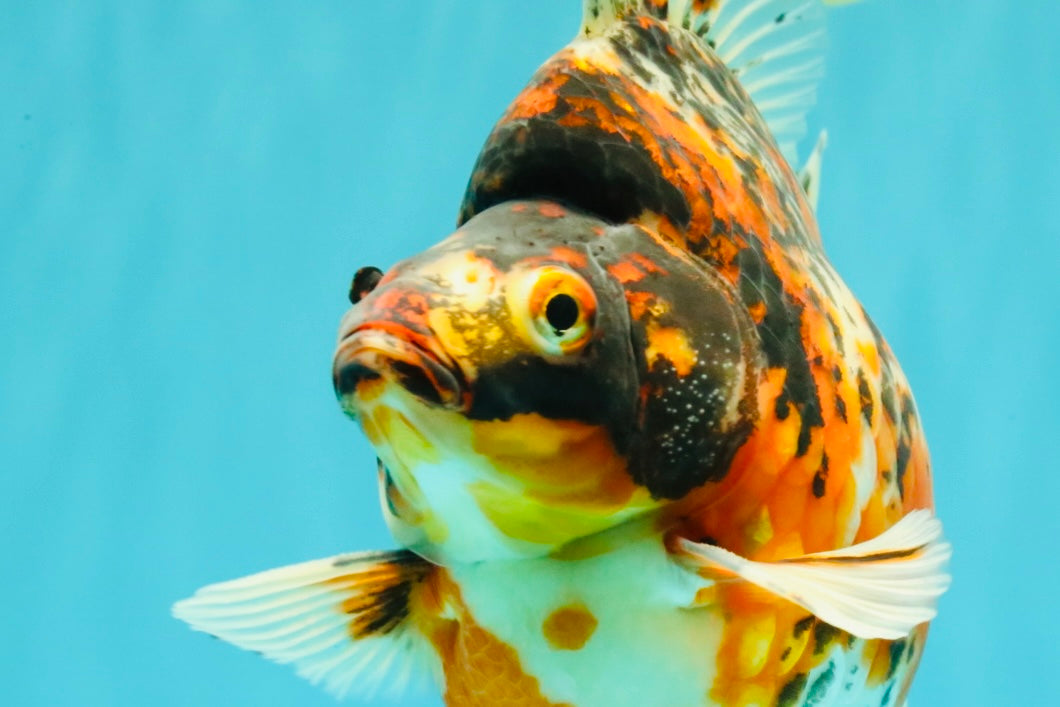 AAA Grade Special Indonesia Calico Ryukin Male 6-6.5 inches #100226RK_01
