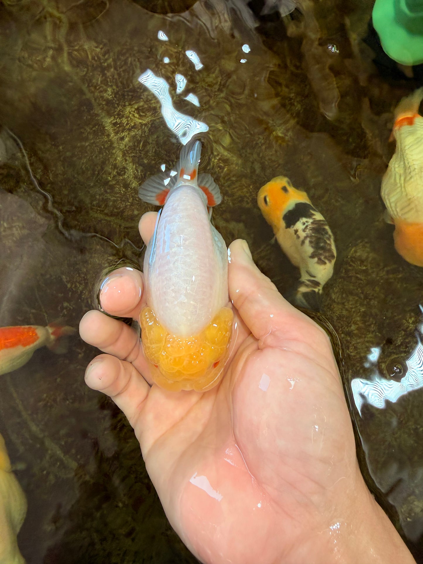 AAA Grade Young Lemonhead LionQueen 4 inches #101025LC_06