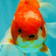 A Grade Red White Oranda Male 6.5 inches #090426OR_14