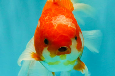 A Grade Red White Oranda Male 6.5 inches #090426OR_14