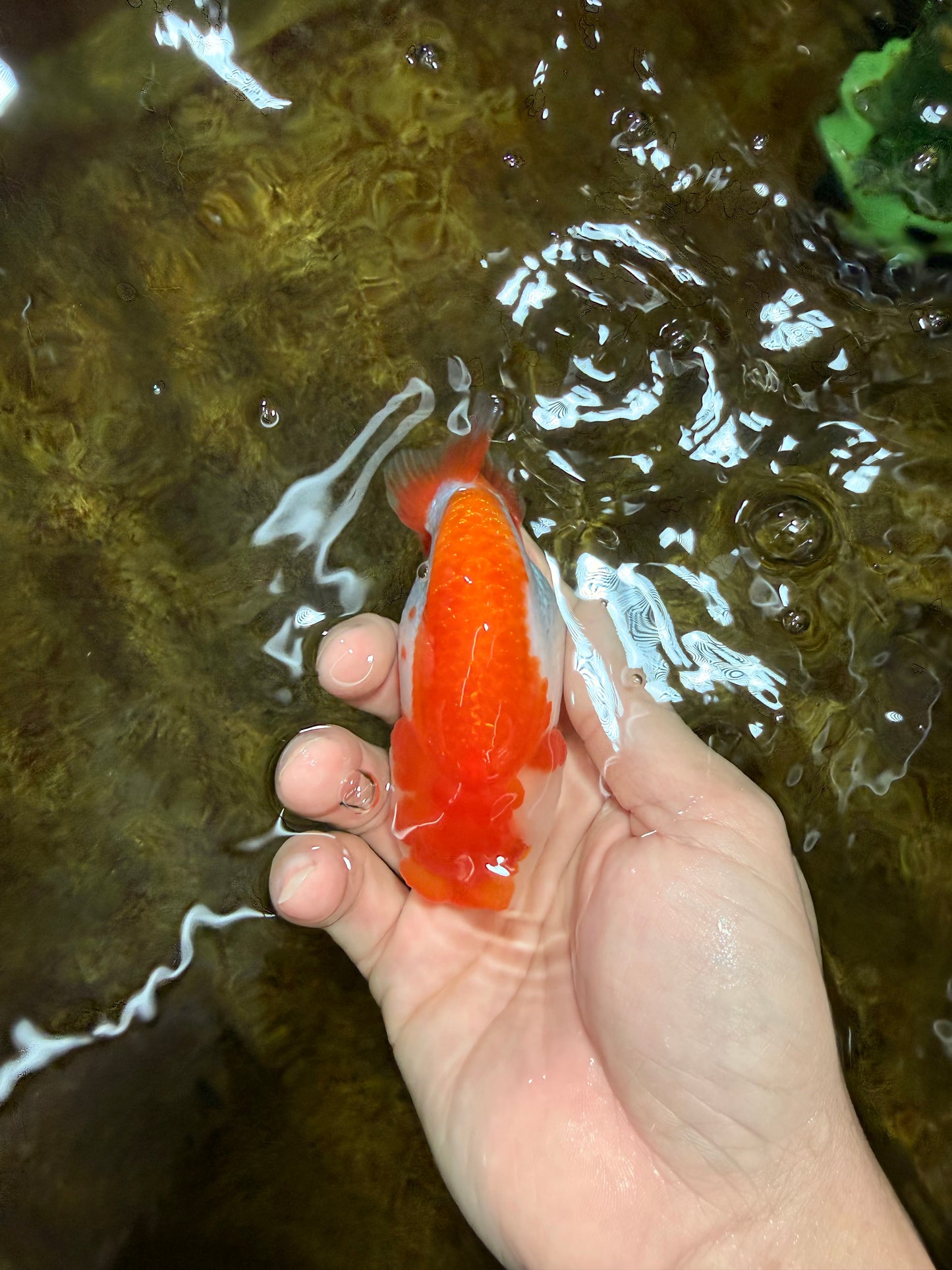 A Grade Red White LionQueen 4 inches #103125LC_20