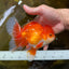 AAA Grade BEAUTY Red White Oranda Male 6 inches #082925OR_16