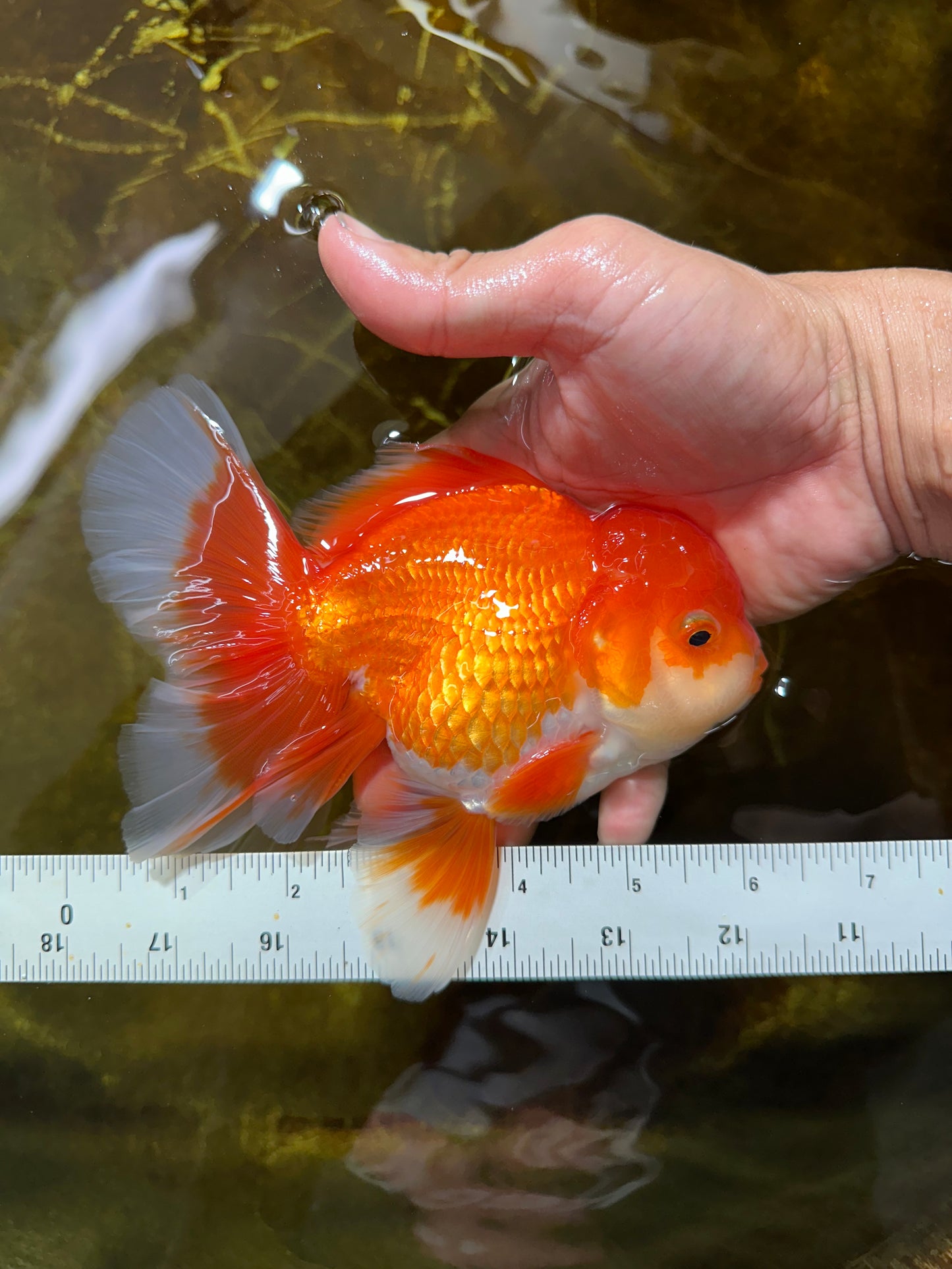 AAA Grade BEAUTY Red White Oranda Male 6 inches #082925OR_16