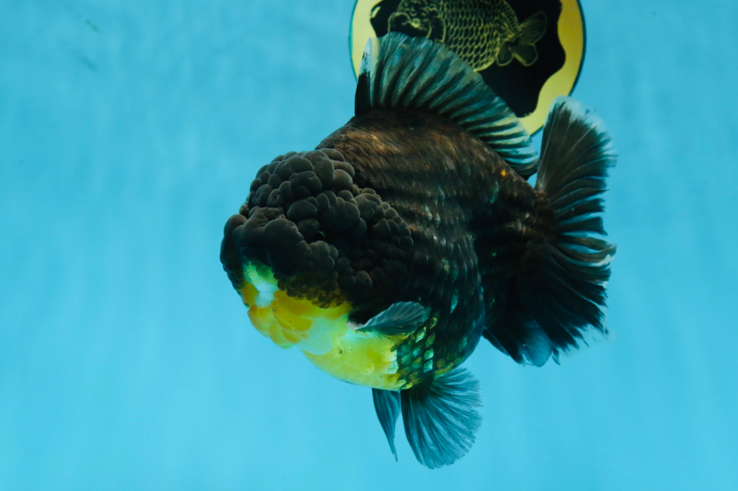 SHOW GRADE Godzilla Kirin Yuanbao Male 5.5 inches #062025YB_999