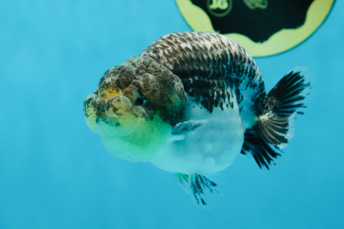 A Grade Beautiful Kirin Female LionQueen 4 inches #060625LC_03