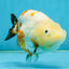 Sakura Chinese Ranchu Female 4.5 inches #121225RC_05