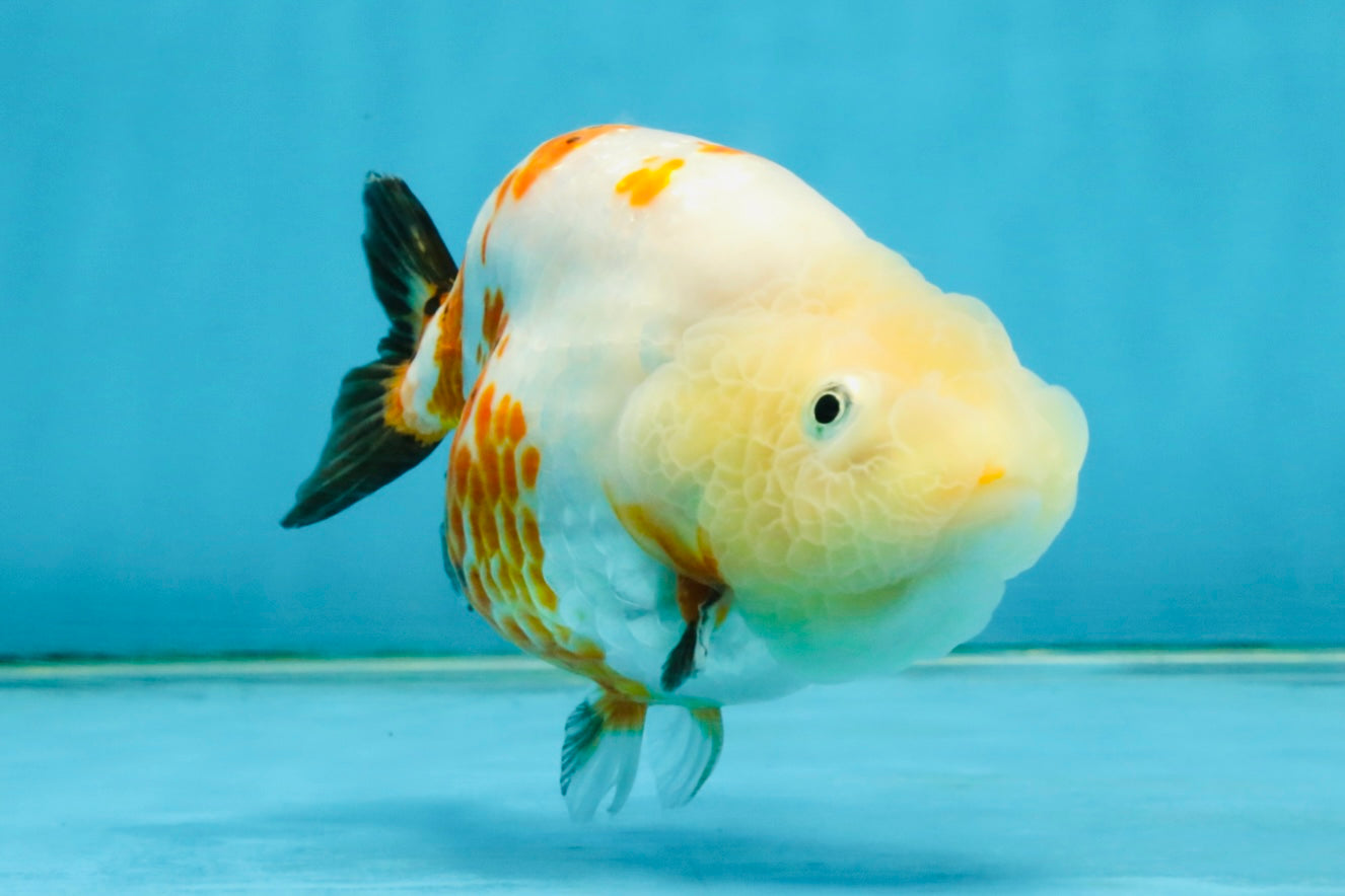 Sakura Chinese Ranchu Female 4.5 inches #121225RC_05