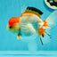 Red White Oranda Female 5-5.5 inches #110824OR_06