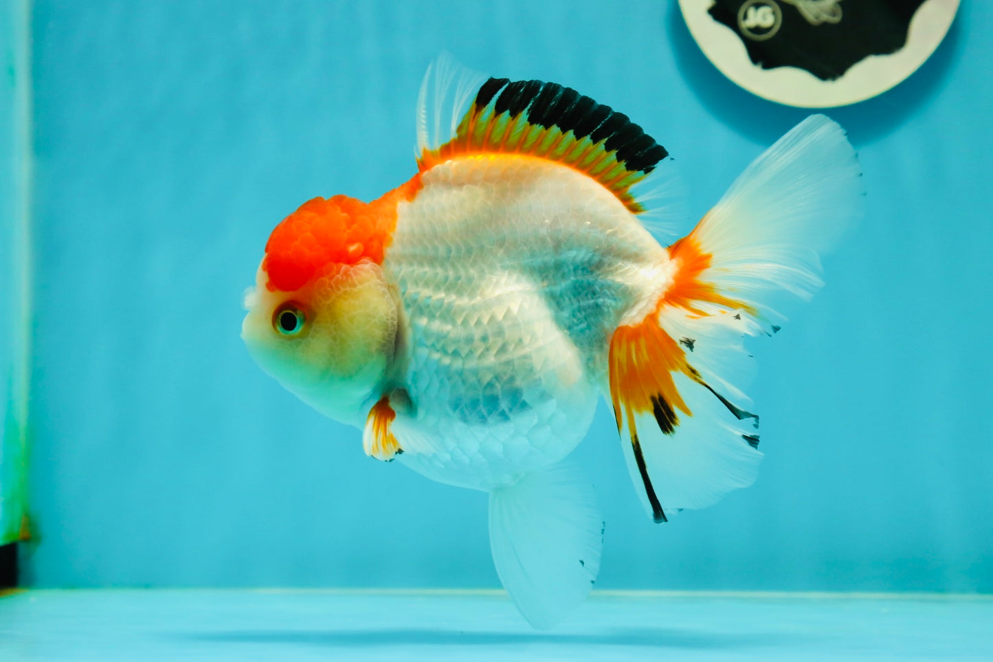 Red White Oranda Female 5-5.5 inches #110824OR_06