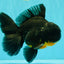 AAA Grade Kirin Oranda Male 6.5 inches #070626OR_14