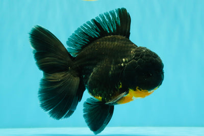 AAA Grade Kirin Oranda Male 6.5 inches #070326OR_14