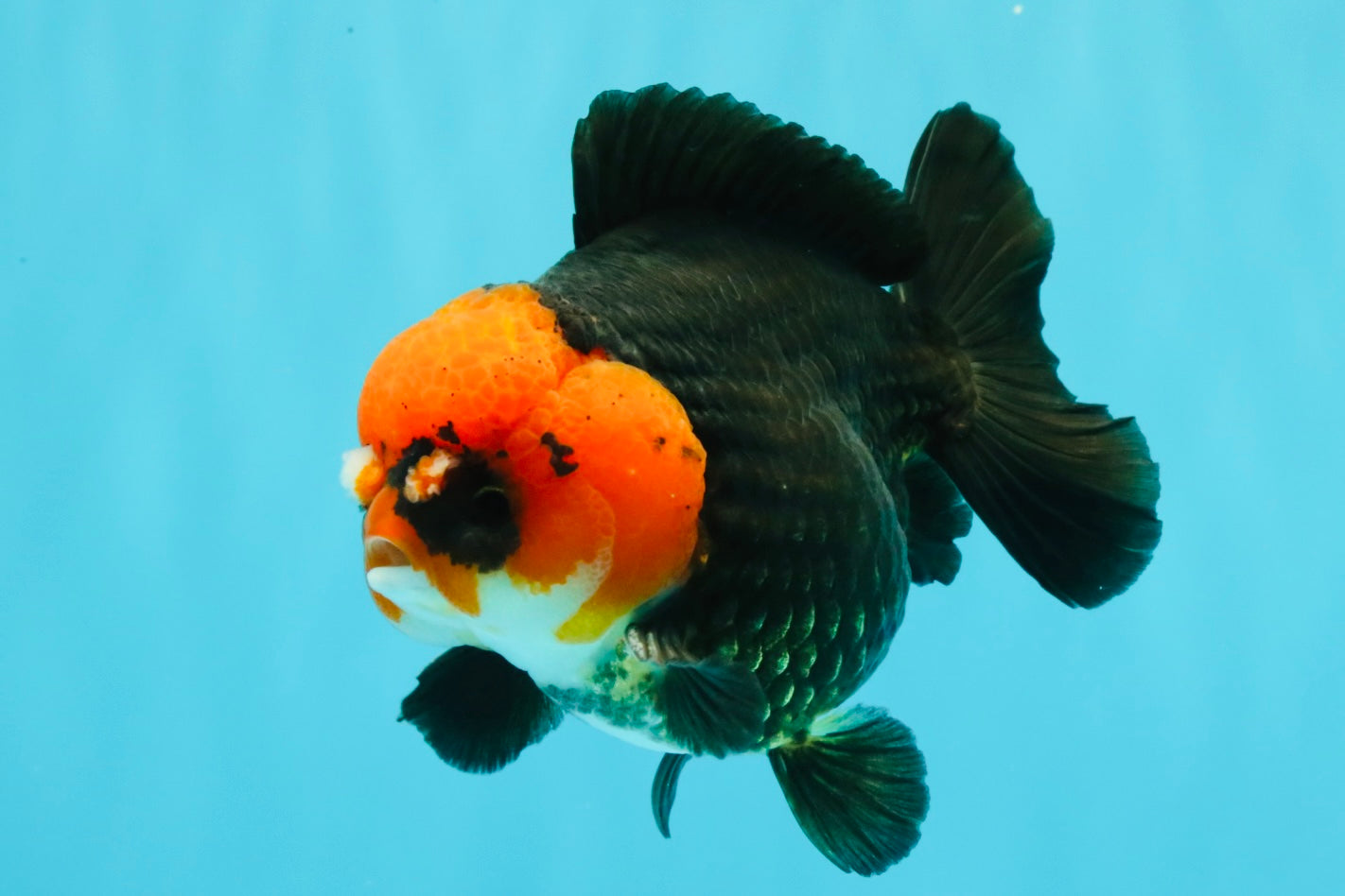 SUPER CUTE A Grade Pompom Red Head Tricolor Yuanbao Male 4.5-5 inches #031326YB_17