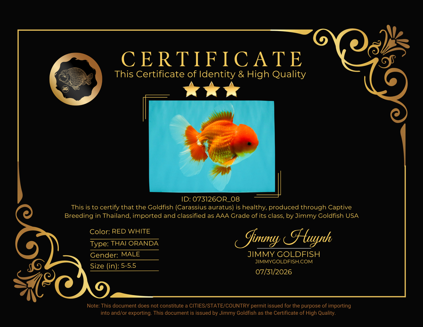 AAA Grade Red White Oranda Male 5-5.5 inches #073126OR_08