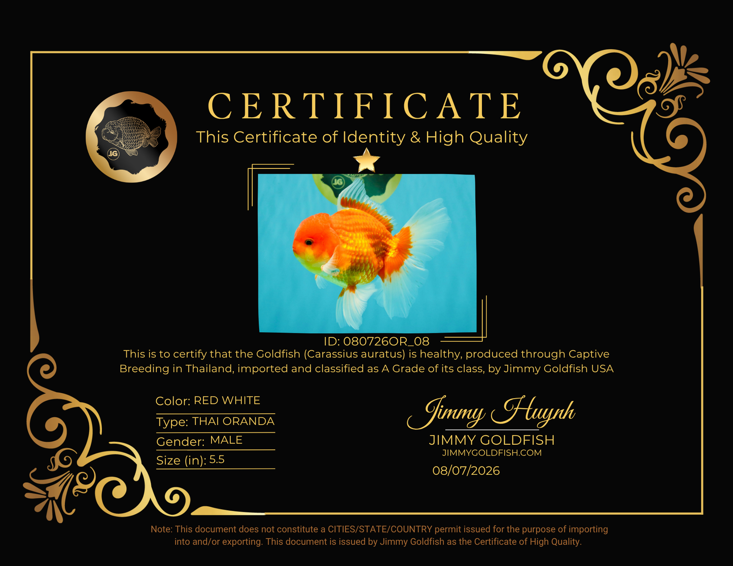 A Grade Red White Oranda Male 5.5 inches #080726OR_08