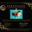 A Grade Broatail Tiger Oranda Male 7.5 inches #100926OR_08