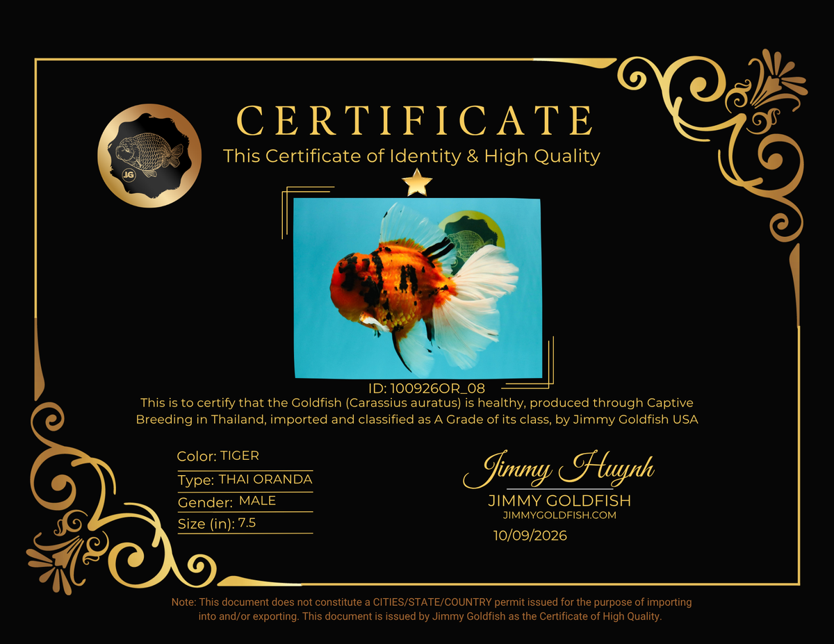 A Grade Broatail Tiger Oranda Male 7.5 inches #100926OR_08