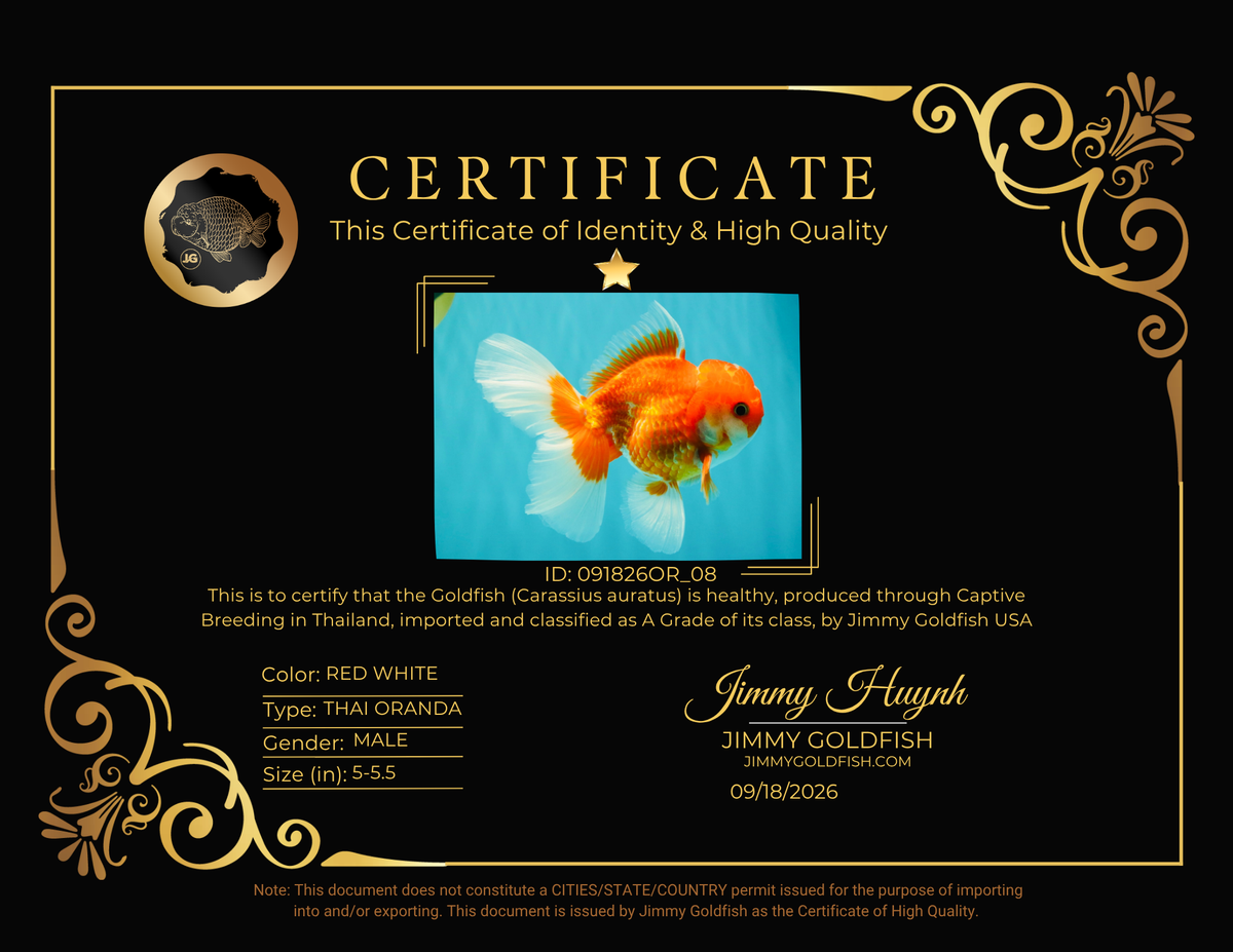A Grade Red White Oranda Male 5-5.5 inches #091826OR_08