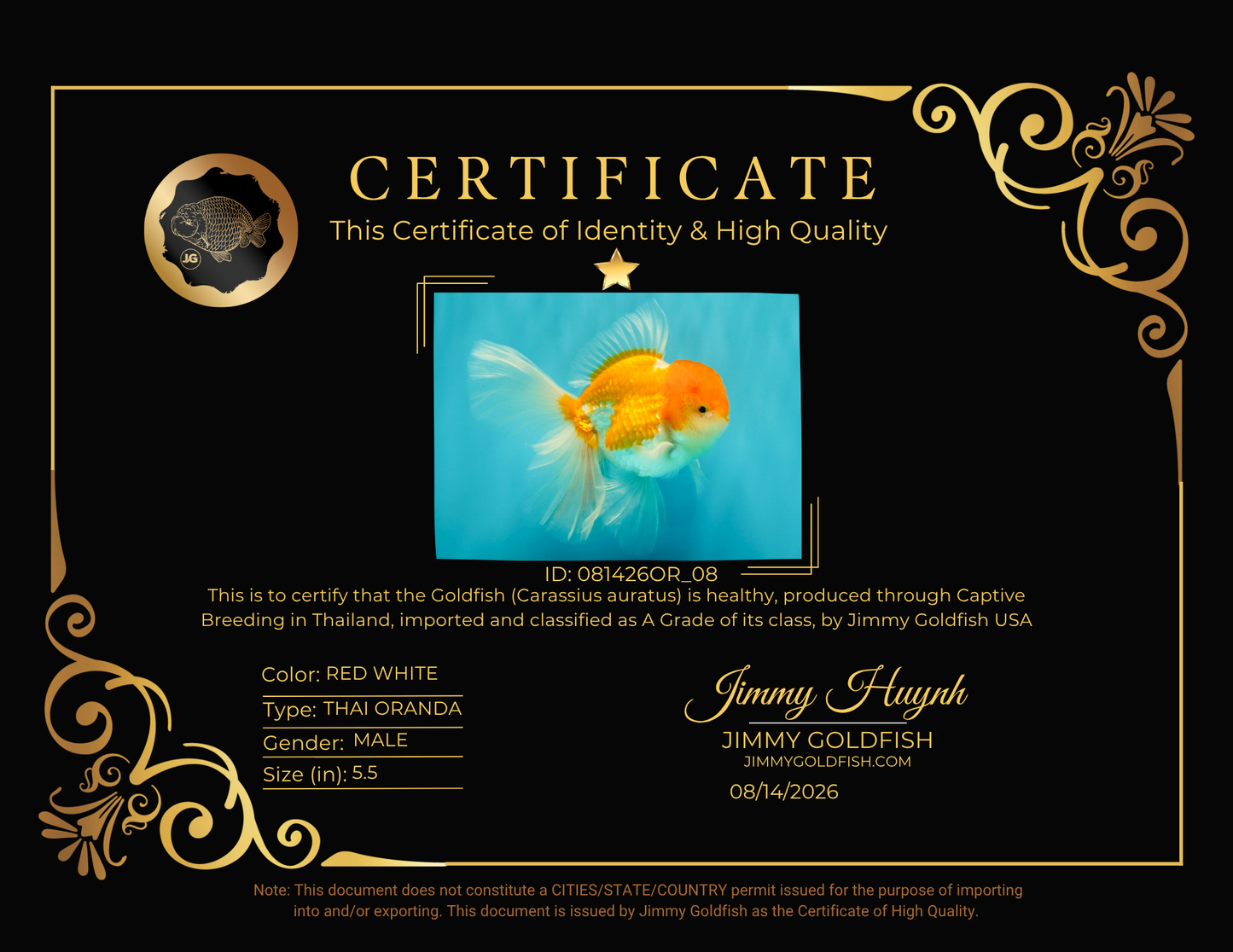 A Grade Red White Oranda Male 5.5 inches #081426OR_08