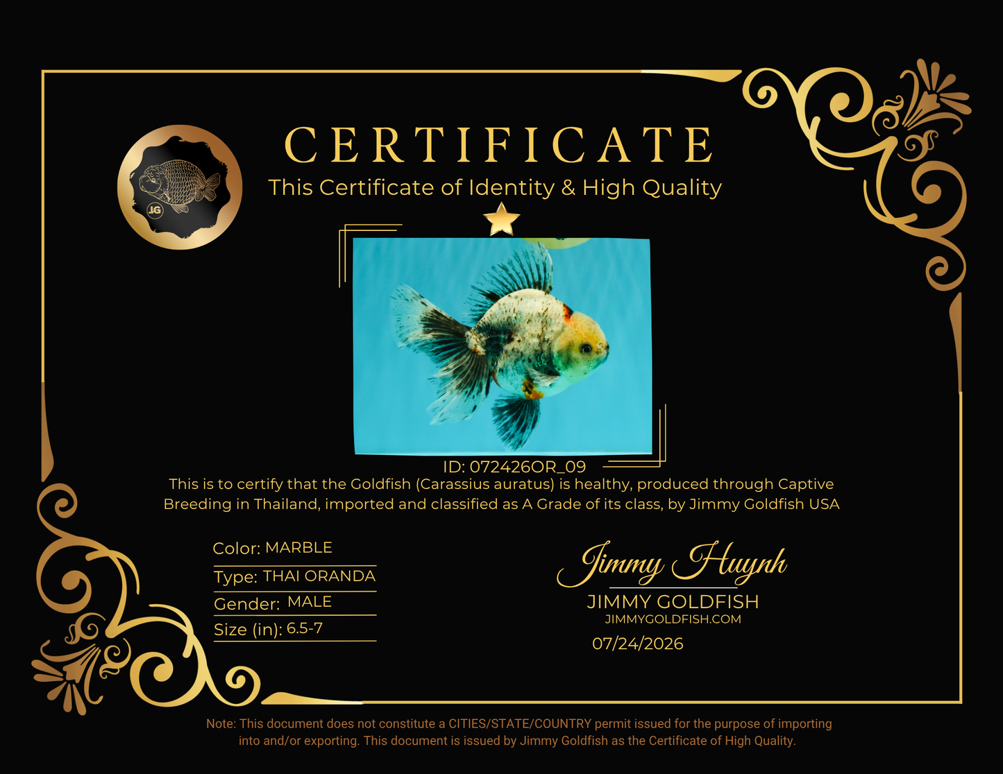 A Grade Marble Oranda Male 6.5-7 inches #072426OR_09