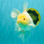 A Grade White Oranda Male 6-6.5 inches #100926OR_20