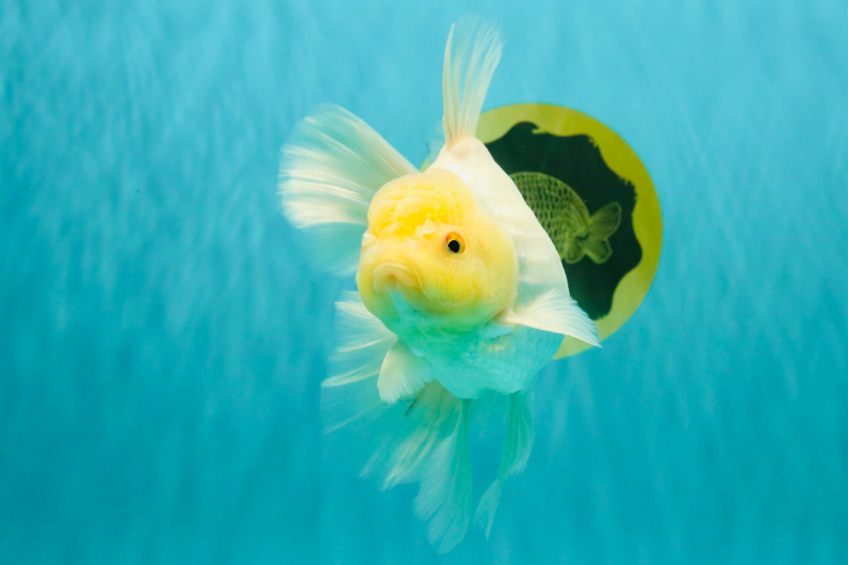 A Grade White Oranda Male 6-6.5 inches #100926OR_20