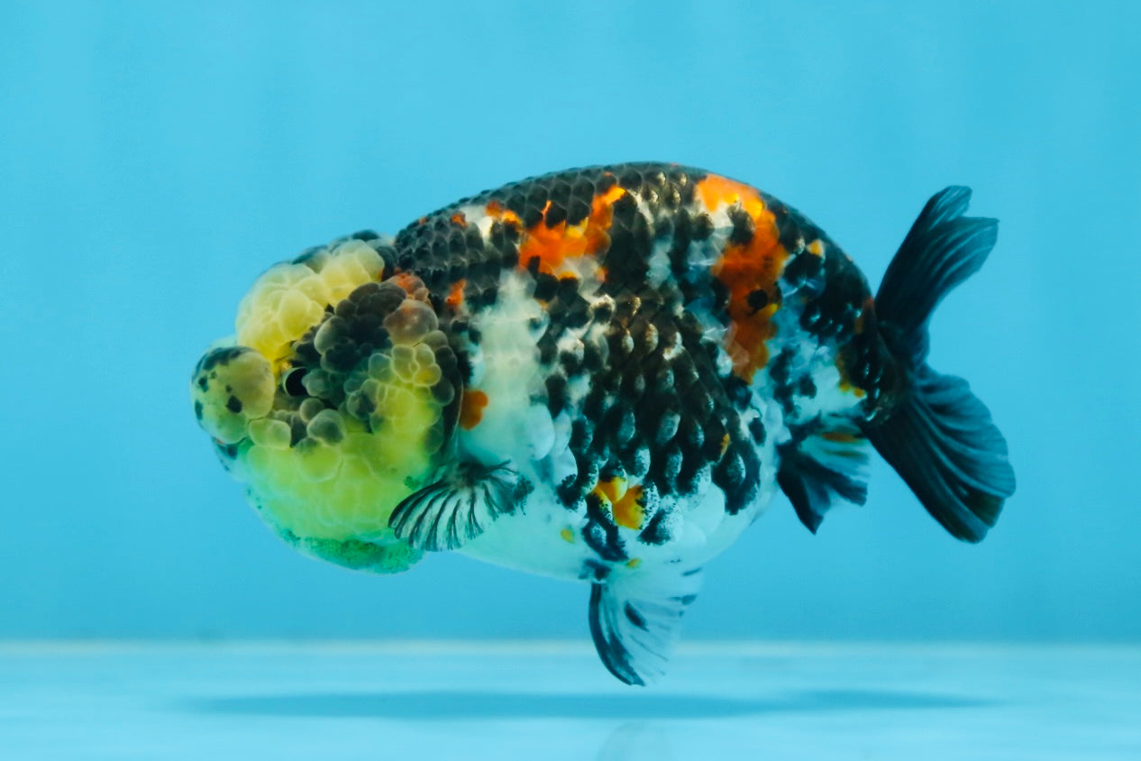 SUPER CUTE Tricolor Tiger Lionchu Female 3.5 inches #090525LC_04