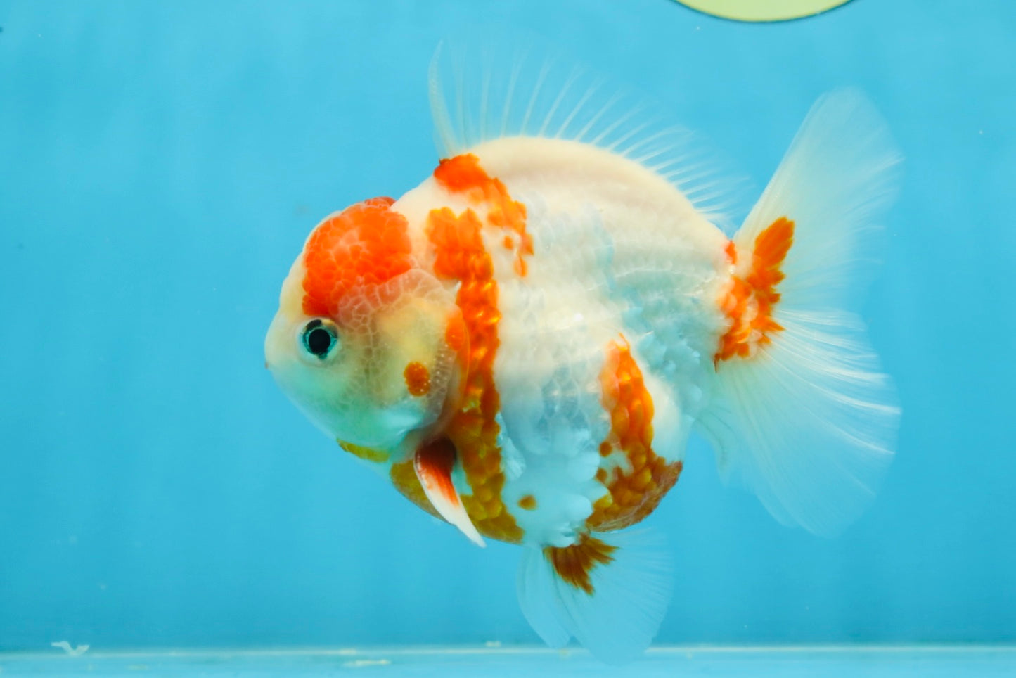 AAA Grade Sakura Kohaku Yuanbao Male 4.5 inches #101025YB_30