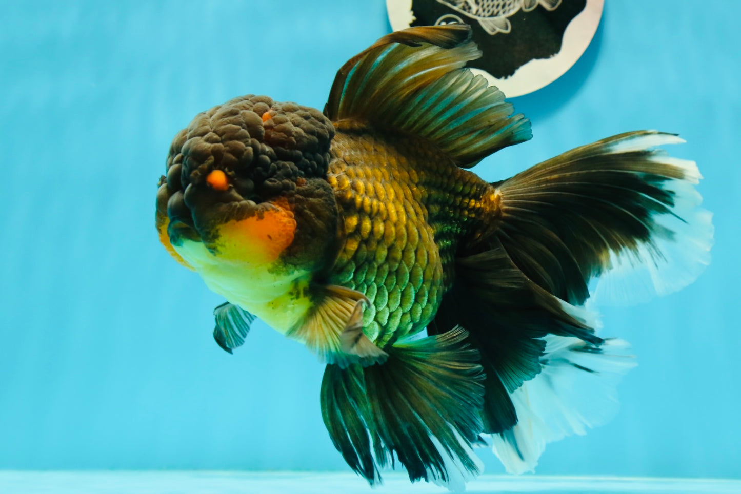 Jumbo Fluffy Black Gold Rose Tail Oranda Female 6.5-7 inches #1110OR_21