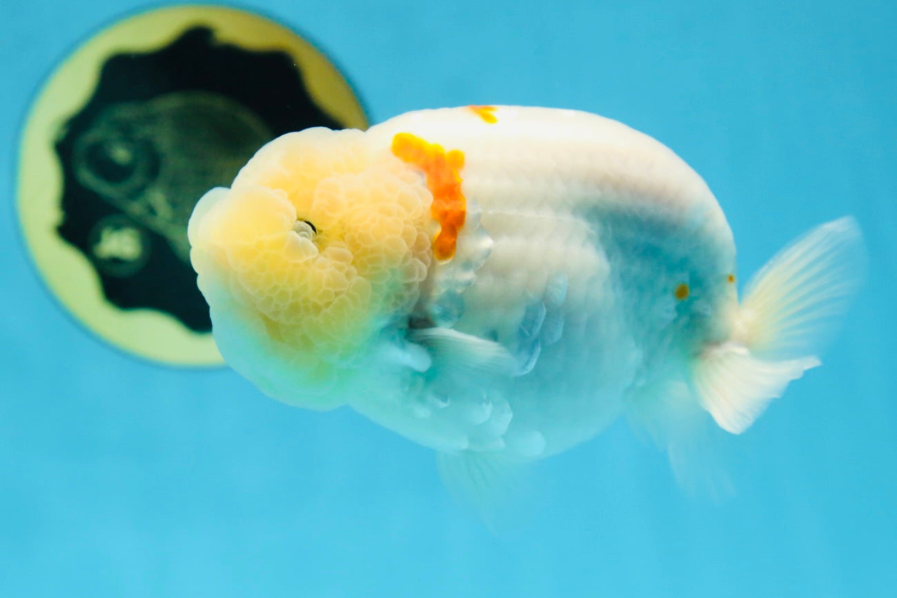 A Grade Red White Sakura Lionking 4.5 inches #080125LC_15