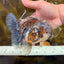 CHONKY AAA Grade Calico Kirin Oranda Male 5.5 inches #102425OR_18
