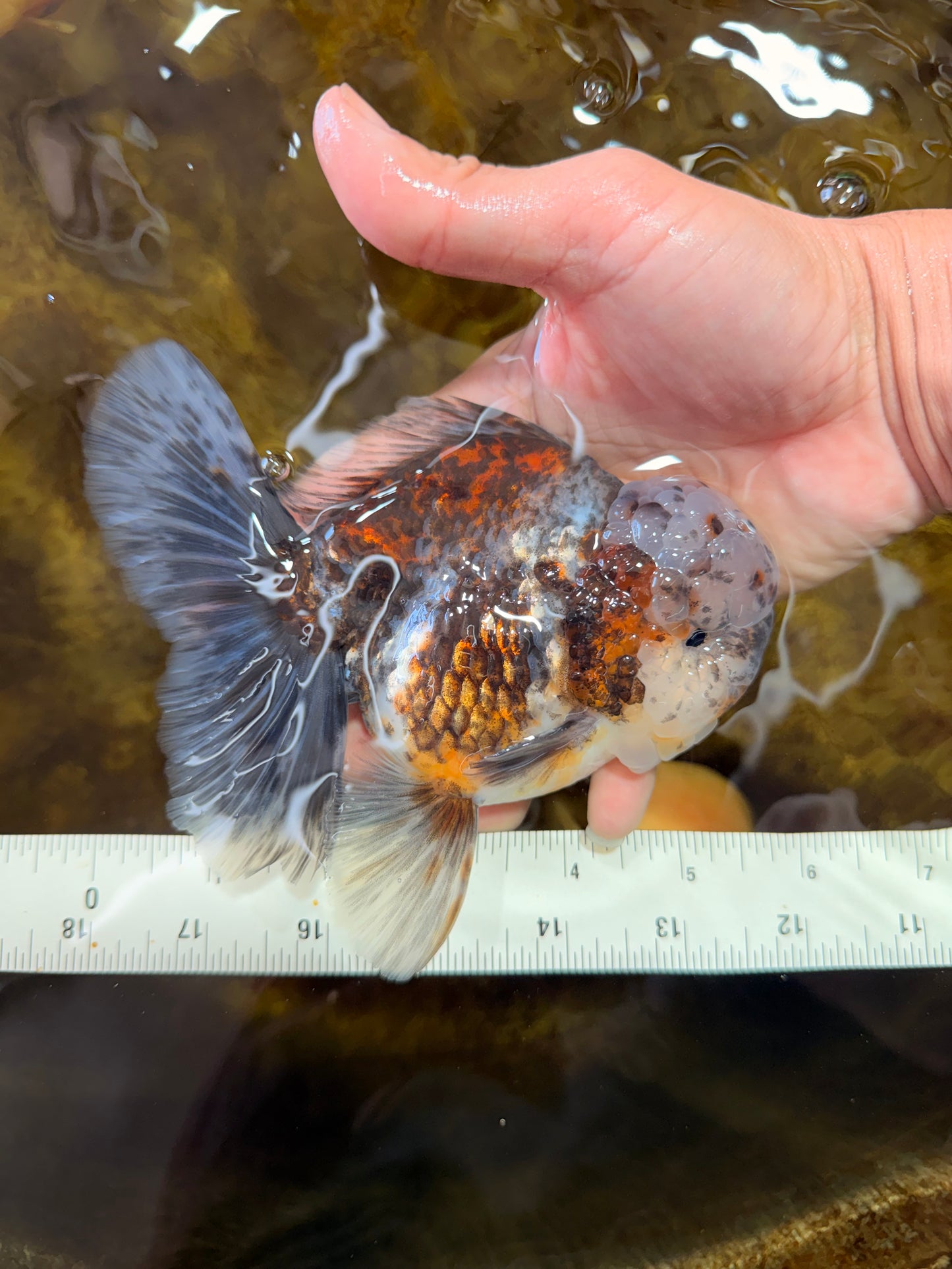 CHONKY AAA Grade Calico Kirin Oranda Male 5.5 inches #102425OR_18