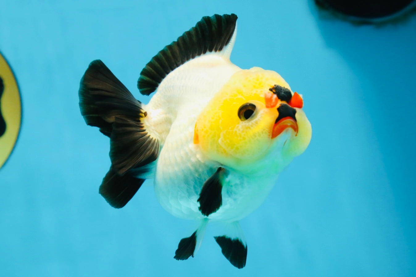 A Grade Pompom Tricolor Button Eyes Yuanbao Female 3.5-4 inches #062725YB_11