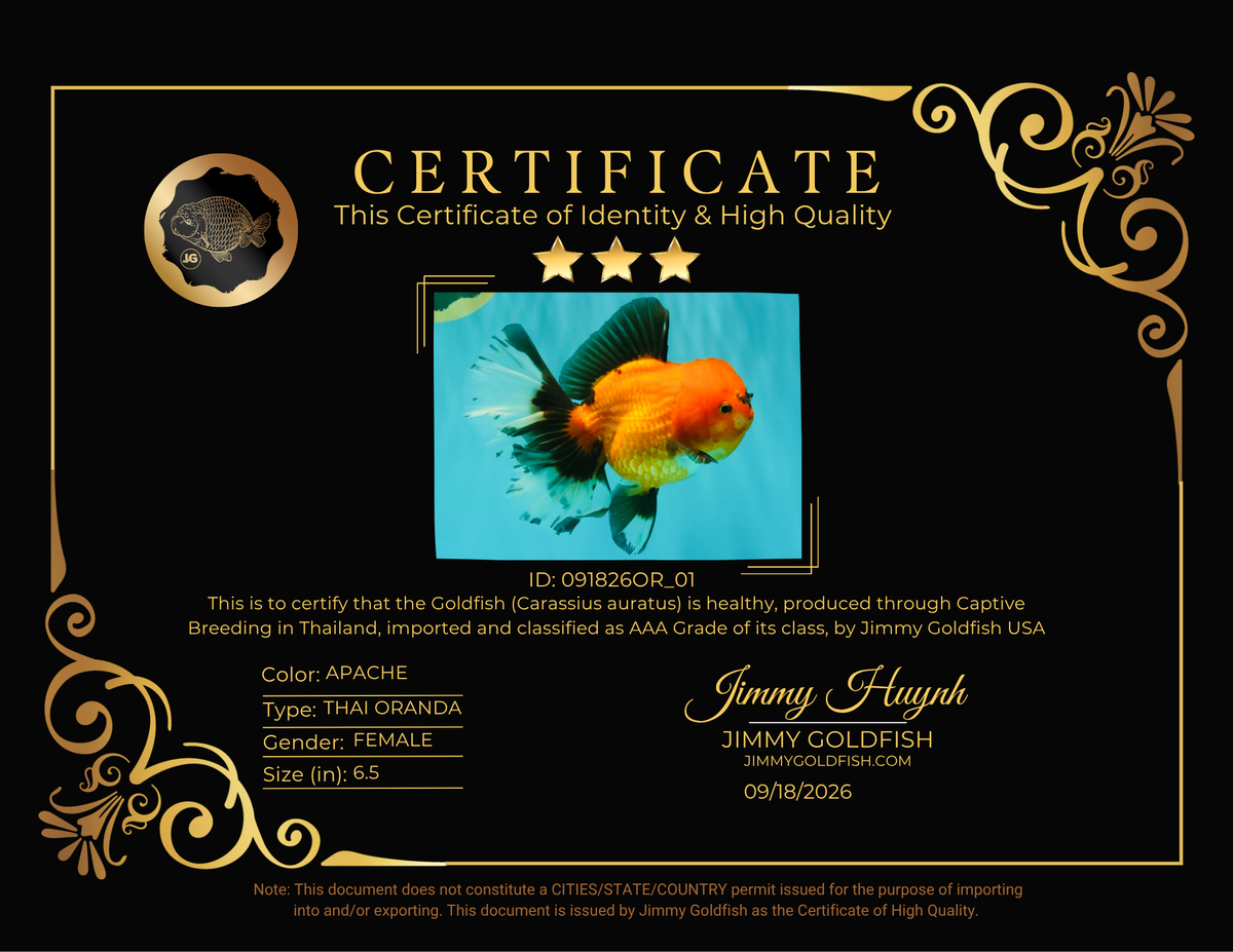 CHARLIE AAA Grade Apache Oranda Female 6.5 inches #091826OR_01