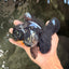 A Grade Kirin Oranda Male 5.5 inches #061926OR_22