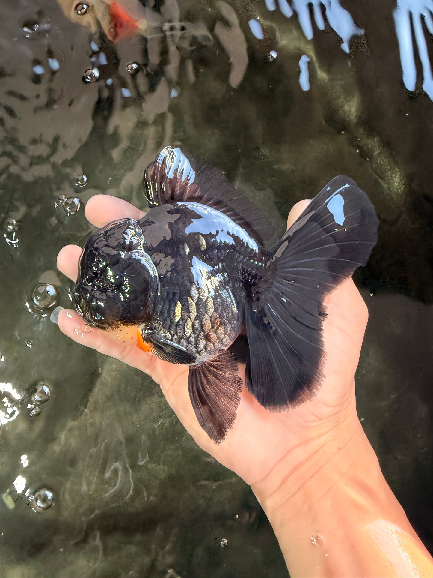 A Grade Kirin Oranda Male 5.5 inches #061926OR_22