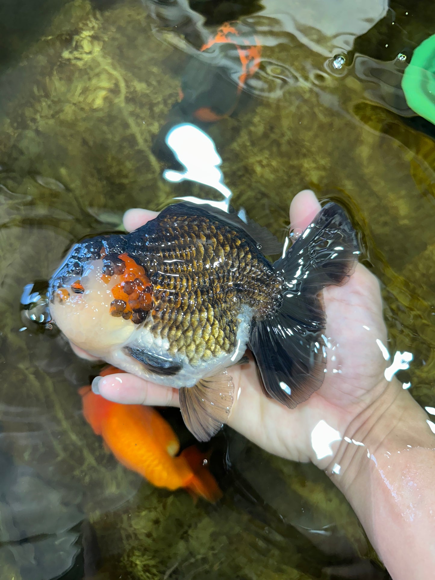 A Grade CHUBBY Tricolor Yuanbao Male 5.5-6  inches #100325YB_03