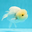 ❄️ Super Cute Snow White Lemonhead Lionchu Male 4.5 inches #0524LC_14