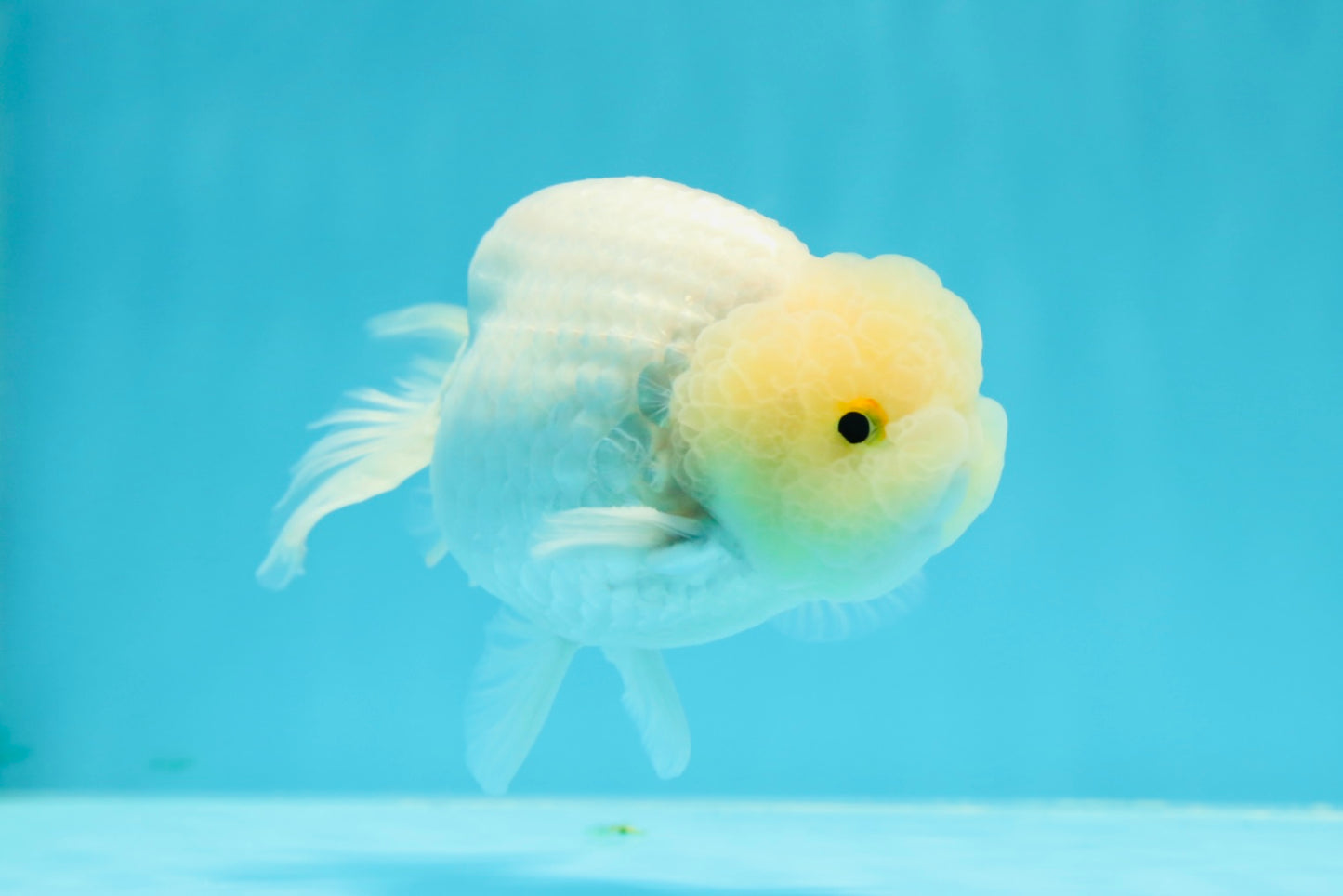 ❄️ Super Cute Snow White Lemonhead Lionchu Male 4.5 inches #0524LC_14