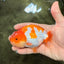 A Grade Red White LionKing 4.5 inches #081426LC_20