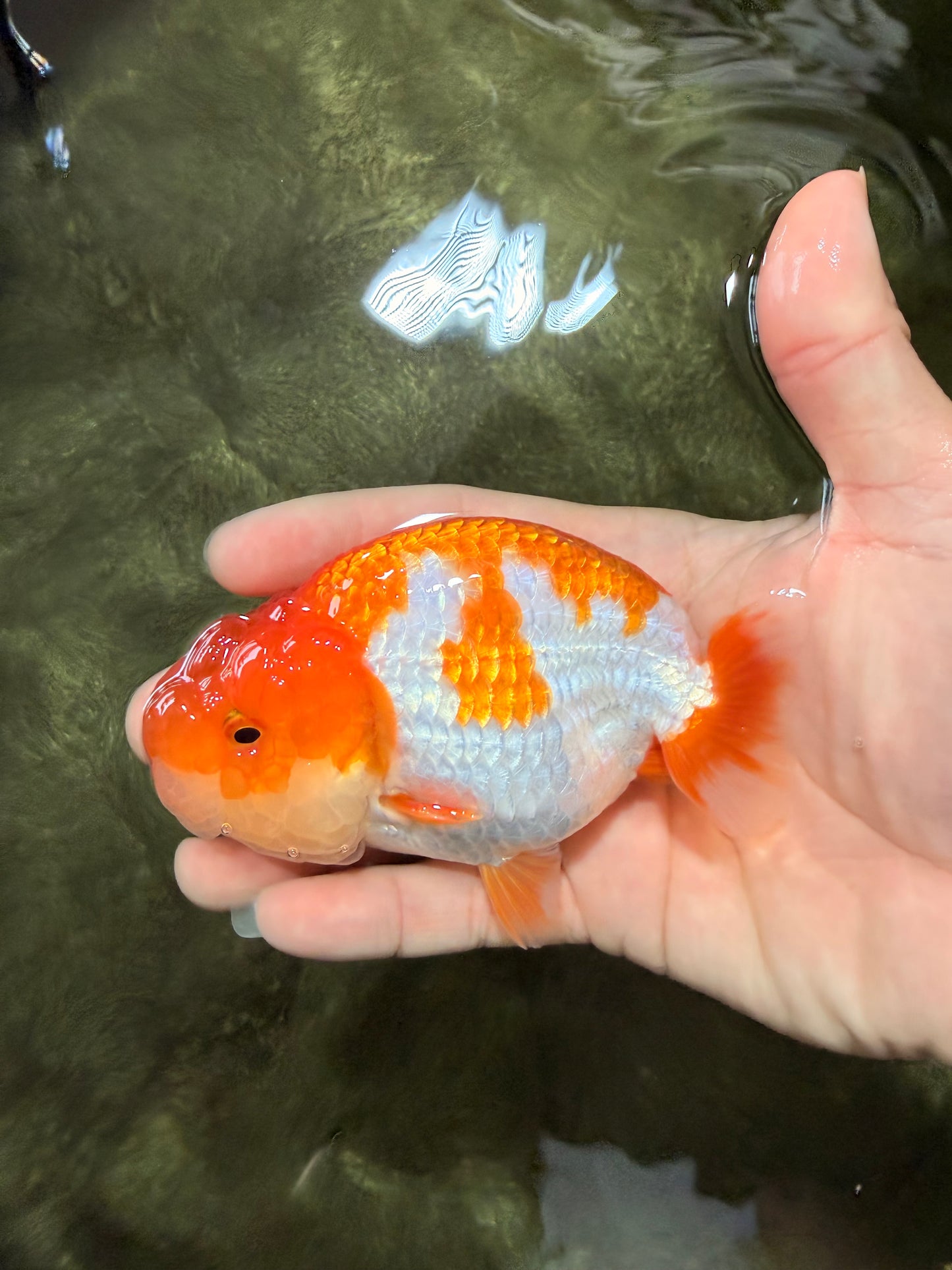 A Grade Red White LionKing 4.5 inches #081426LC_20