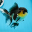 AAA Grade Panda Button Eyes Oranda Female 5 inches #0913OR_16