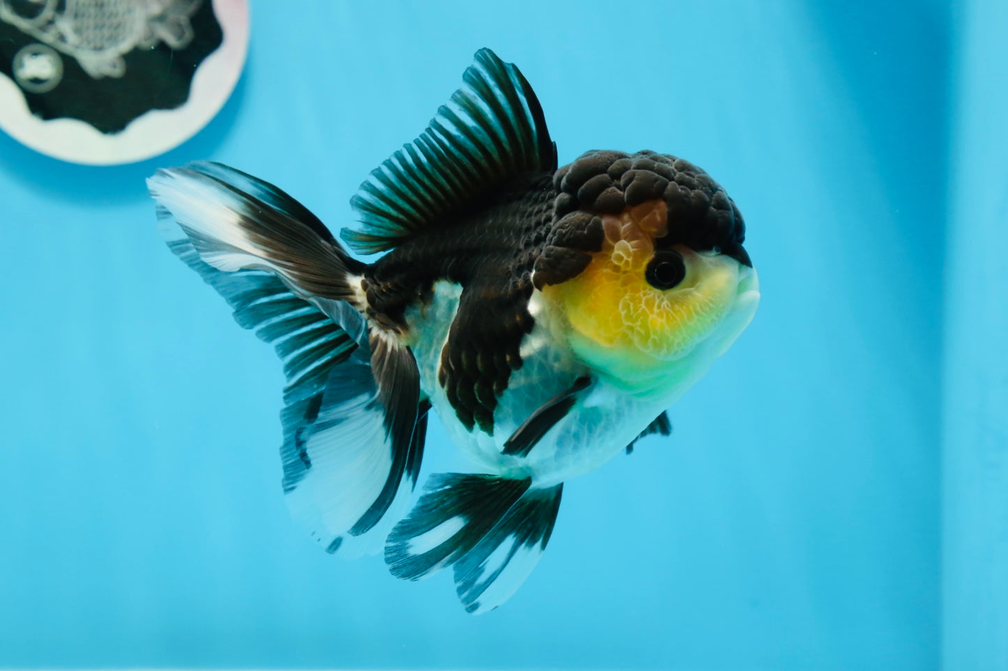 Panda de ojos de botón de grado AAA Oranda hembra de 5 pulgadas n.º 0913OR_16