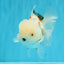 MARSHMALLOW Red White Oranda Male 5.5 inches #040326OR_16