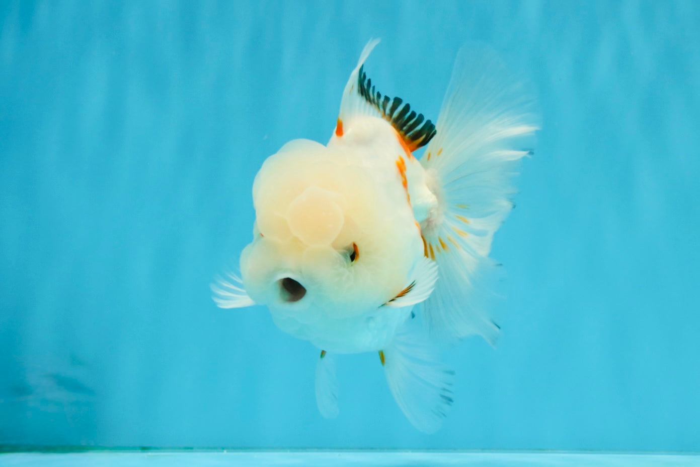 MARSHMALLOW Red White Oranda Male 5.5 inches #040326OR_16