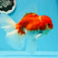 AAA Grade Cherry Sakura Oranda Male 6 inches #0927OR_02